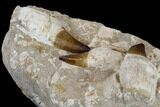 Three, Huge Rooted Mosasaur Teeth In Rock - Morocco #115782-4